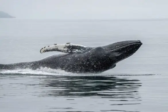 A Whale Just Opened $48 Million in Shorts Against Bitcoin, Solana and Ethereum
